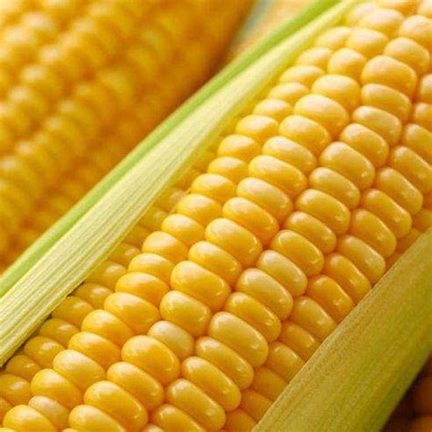 玉米多少钱一斤？附玉米价格行情走势分析 - 惠农网
