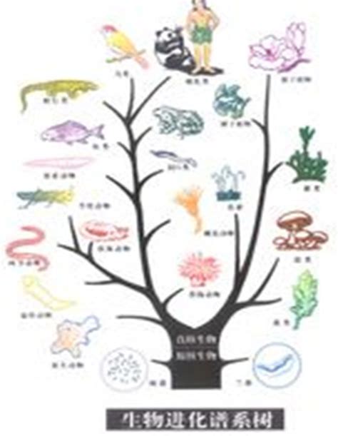 进化中的生命之树-野生动物生态保护-图片