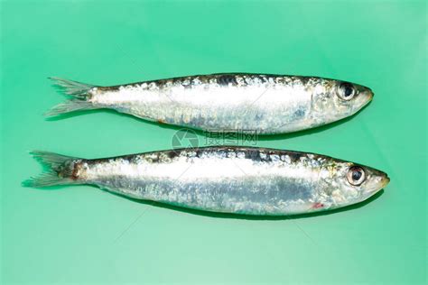 沙丁鱼：常见的小型经济型鱼类（主产于北大西洋、印度洋和太平洋的热带水域） - 新乡市优特蔬菜研究院