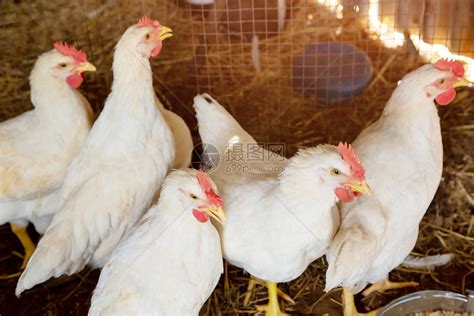 养鸡场鸡棚自动喂食设备鸡舍上料机肉鸡喂养系统养殖自动料线水线-阿里巴巴