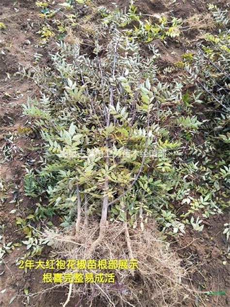 花椒苗价格 1年50公分花椒苗 山西大红袍花椒苗种植厂家_绛县古绛镇卫勇苗木经销部_园林网