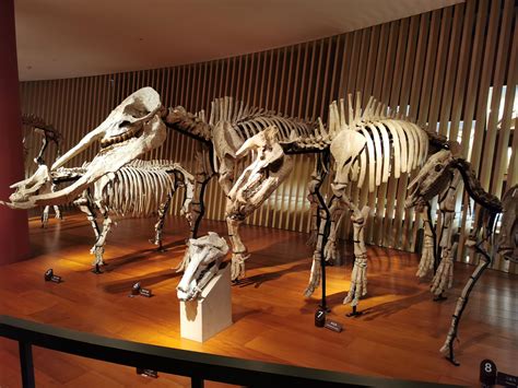 科学网—上海自然博物馆之史前动物 - 陈立群的博文