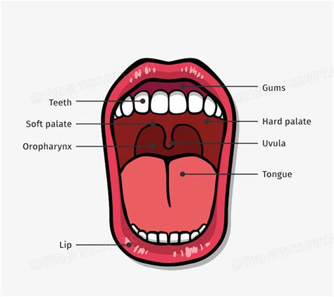 口腔结构图矢量PNG图片素材下载_口腔PNG_熊猫办公