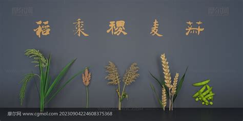 五谷是哪五种粮食（稻、黍、稷、麦、豆）-阿喵说商