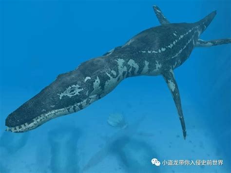 泥鱼龙“泥鳅”鱼龙种~潜水偷袭图片