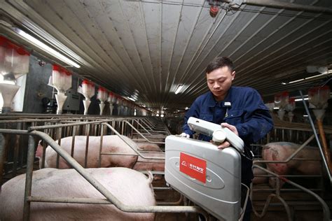养猪企业走访：母猪存栏目标调高5成 项目昼夜施工 - 社会 - 东南网