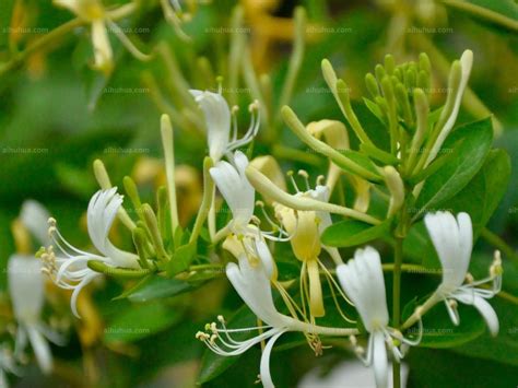 【金银花摄影图片】生态摄影_花斑虎子_太平洋电脑网摄影部落