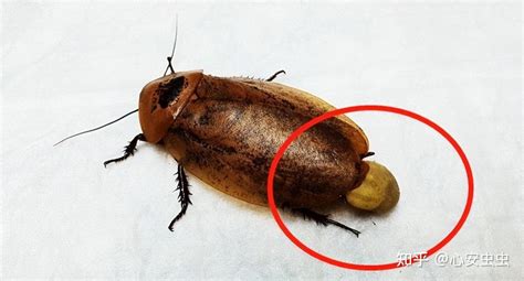 蟑螂是地球上进化最成功的生物？蟑螂的生命力到底有多强大？