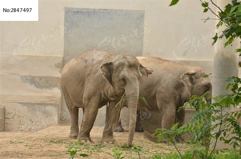 两只可爱的正在吃东西的大象高清图片下载_红动中国