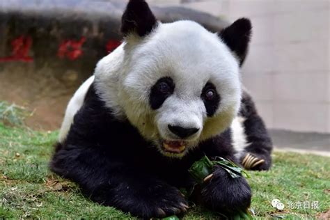 想给大熊猫起名字？你得先知道这些“大熊猫天团”的名字都从何而来_新华报业网