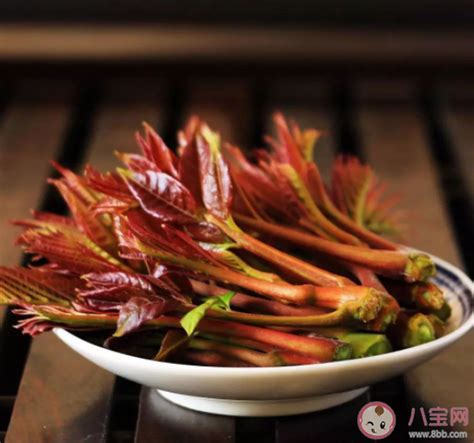 泰安香椿苗价格优惠红油香椿苗品种 山东香椿苗提供种植技术-阿里巴巴