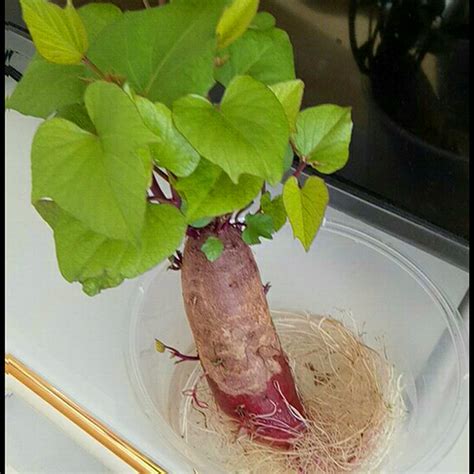 红薯发芽了怎么拿去种,红薯发芽了怎么种,红薯长芽如何变成种苗_大山谷图库