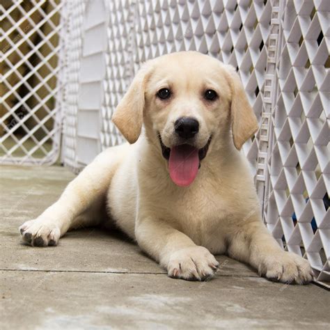 纯种拉布拉多犬幼犬狗狗出售 宠物拉布拉多犬可支付宝交易 拉布拉多犬 /编号10042100 - 宝贝它