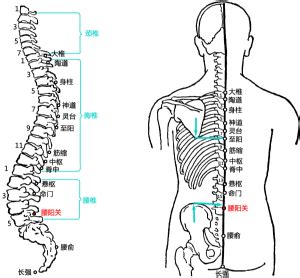 阳关_阳关穴的位置、功效与作用、主治、刺灸法_医学百科