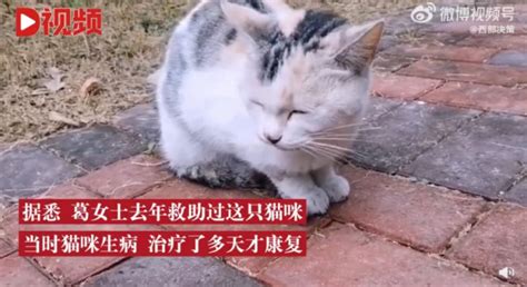 日本家猫协助救下落水男子，受嘉奖获赠猫粮_World湃_澎湃新闻-The Paper