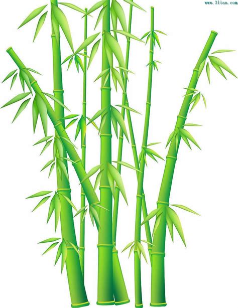 青竿竹（原栽培变种）(Bambusa tuldoides 