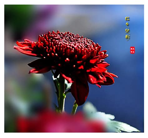 【九月菊--姹紫嫣红摄影图片】阿尔泰广场生态摄影_花自飘摄影博客_太平洋电脑网摄影部落