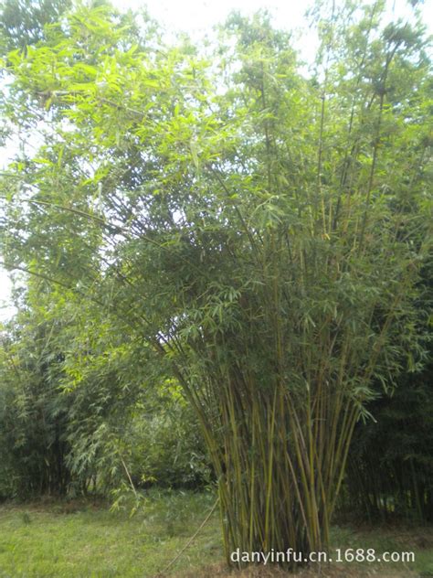 竹已长什么样子,竹已长什么样,竹已长什么样子图片_大山谷图库