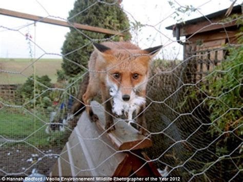 英国11岁女孩拍到狐狸偷鸡照片(图)|英国|女孩|狐狸偷鸡_新浪新闻