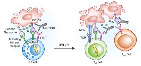 科学网—韩大力/徐萌团队联合揭示肿瘤相关巨噬细胞调控CD8+ T细胞命运新机制 - 小柯生命的博文