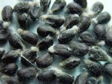 生活小常识：棉花籽的作用介绍 棉花籽的药用方法 - 装修保障网