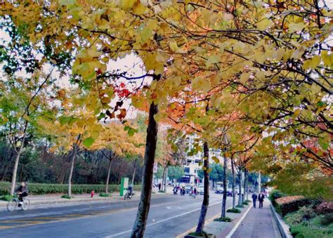 入眼皆是秋，上海45条道路开启“落叶不扫”景观呈现