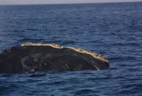 地球上10大最厉害的鲸鱼|长须鲸|座头鲸|露脊鲸_新浪新闻