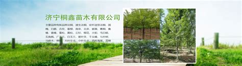 苗木行业网上宣传方法-致富经-中国花木网