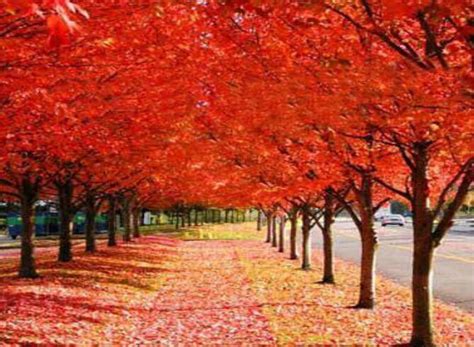 秋天到了枫叶红了像什么写出比喻句-百度经验