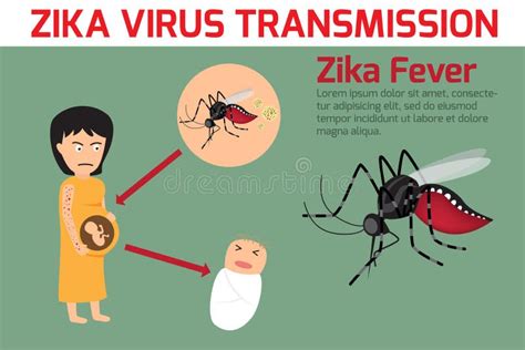 Zika Virus Elements, Transmission Zika Fever Element Vector Stock ...