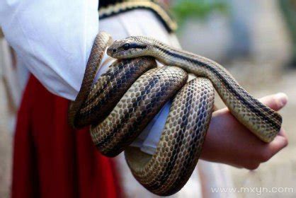 蛇能听懂咒语？泰国男子蟒蛇缠身却念起在咒语，有没有科学依据？
