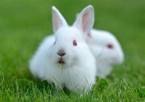 属兔的年份有哪些 属兔的年份及年龄对照表 - 万年历