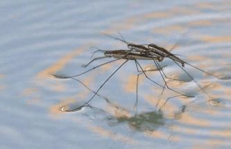 人们通常会借助哪种昆虫对湿地水质进行检测 蜻蜓还是异色瓢虫-闽南网