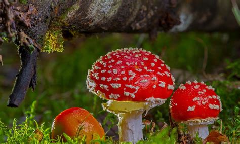 植物科普 蘑菇是植物吗？ | 西安林木种苗网