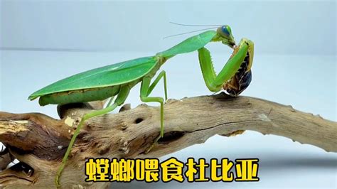 螳螂喜欢吃什么 - 生活百科 - 微文网(维文网)