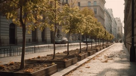 行道树该怎么养护？介绍几种行道树的栽培要点-种植技术-中国花木网