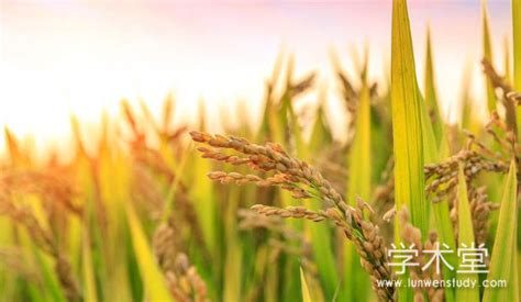 农业推广视角下的水稻种植生产研究,农业推广论文_学术堂