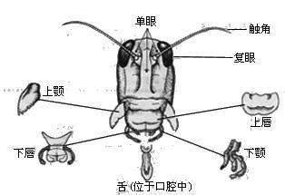 咀嚼式口器 - 快懂百科