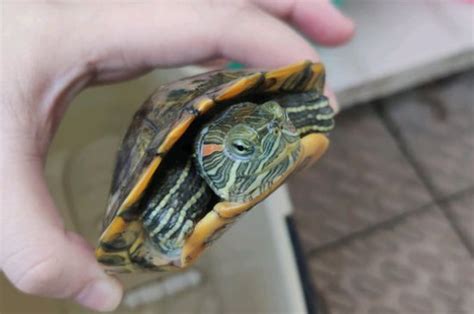 视频｜蠢萌“国宝乌龟”的第一次下水：从摔一跤开始|动物园|龟|乌龟_新浪新闻