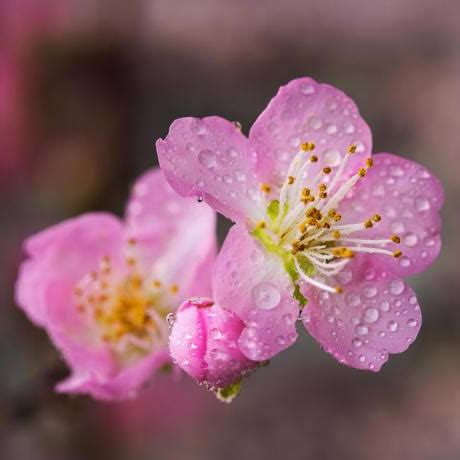 非主流头像桃花
