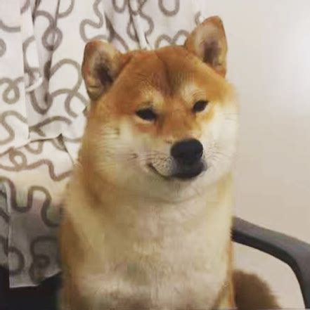 一只废狗狗狗狗图片