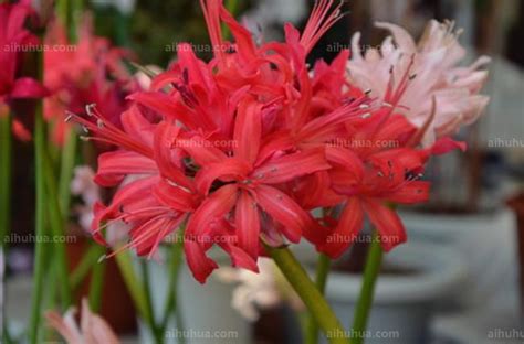 娜丽花(Nerinesarniensis)~图片