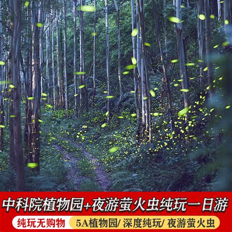 踏着星光邂逅“萤火海” 西双版纳热带植物园带你梦回童年 | 中国周刊
