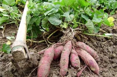 80吨优质红薯上市开挖 - 绿果网