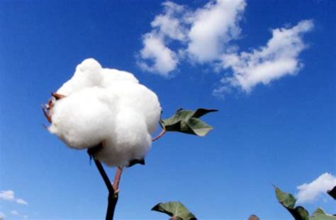 旺季需求回暖幅度有限 棉花期货预计难以反弹-棉花期货-金投期货-金投网