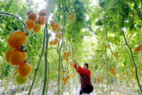 山东惠民：大棚西红柿收获忙-人民图片网