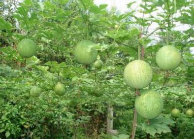瓜蒌种子每亩地用多少斤 有什么作用-养花技巧-江苏长景园林
