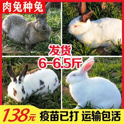6斤肉兔种兔一对起包邮兔子活物成年大型比利时八点黑新西兰白兔-淘宝网