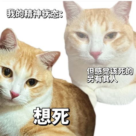 猫咪喝醉了会有什么反应？快来试试你家小猫，结尾猫咪的反应绝了_腾讯视频