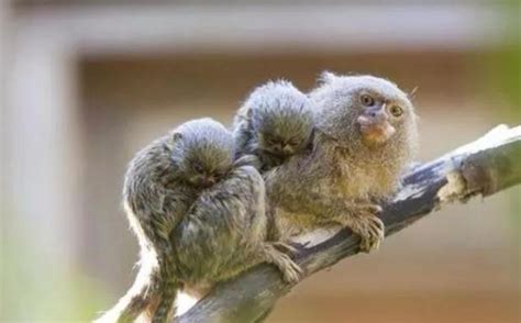 世界上最小的猴子，只有拇指大小，最大的天敌是鸟类